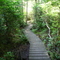 Begining Of The Cedar Swamp Boardwalk