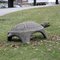 The Turtle