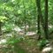 Troop 7 Trail at Devils Den