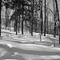 Winter on the Sugarbush Trail Gatineau Park