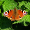 Peacock butterfly II