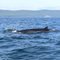 Baleine du Saint-Laurent