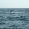 Baleine du Saint-Laurent