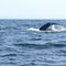 Baleine du Saint-Laurent (Québec)