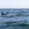 Baleine du Saint-Laurent (Québec)