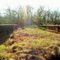 Old 33 highway bridge lost in the woods