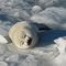 Young seal