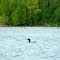 Common Loon, Kokoko Bay, Lake Temagami, ON, Canada