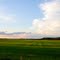 Field at Sunset