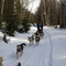 rando chien 2