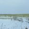 Snow on green grass