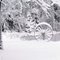 Neige