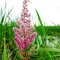 Belle fleure