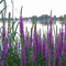 Canal de Chambly