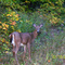 Cerf de Virginie Parc Papineau-Labelle