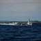 Rorqual Commun (Fin Whale)
