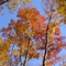 Automne a la Gatineau