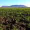 Le mont Yamaska vu du rang St-Ours