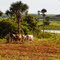 Pinar del Rio rural landscape