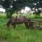 Caballo