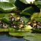 Mama and Ducklings - Rose Garden at Gage Park