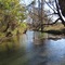 Spring Branch Creek