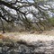 Simmons Creek