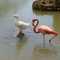 Duck and Flamingo