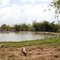 Crocodile farm, Cuba
