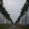 Palma Real en la entrada a Unión de Reyes. Matanzas. CUBA.