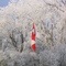 Frosty Flag
