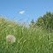Long Grass