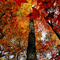 Canopy of Color