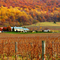 The Breaux Vineyard