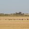 Sandhill Cranes on their fall migration