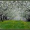 Apple blossoms in the Okanagan.
