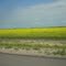 Canola Fields