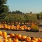 Pumpkin Patch