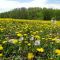 Field Full of Dandelions.....Mike's Worst Gardening Nightmare