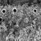 ...But Not Your Typical Field Of Sunflowers...