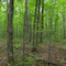 Algoma maple forest