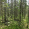 Spruce bog