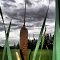 Cattail