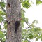 Pileated Woodpecker Heritage Trail C