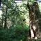Cedar forest/ Las cedrowy/ Кедровый лес