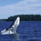 Grey Whale breaching, Grice Bay