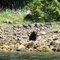 Black bear on the shore