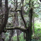 Pacific Rim Forest