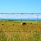 Alberta fence post