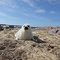 Canada: Quebec: Brador Bay : Seals - Phoques